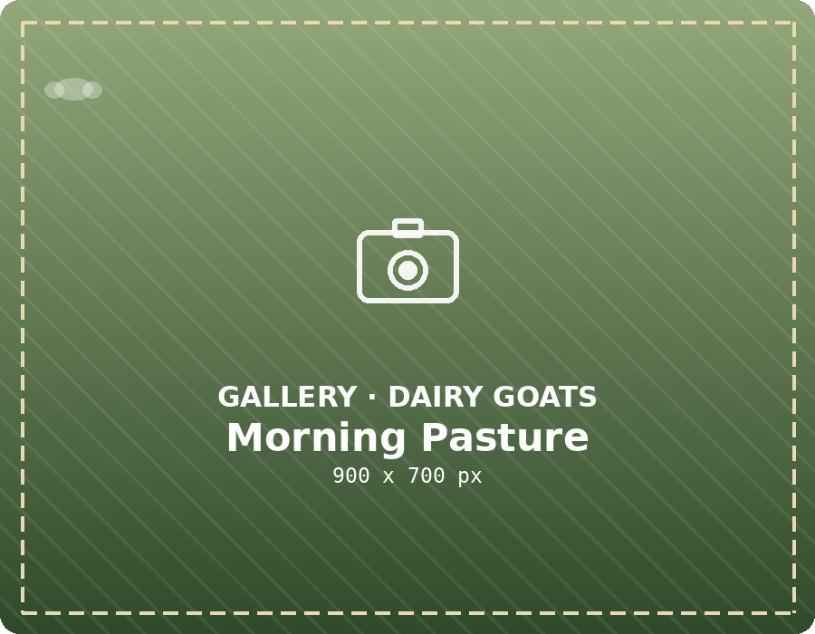 Dairy goats in the morning pasture