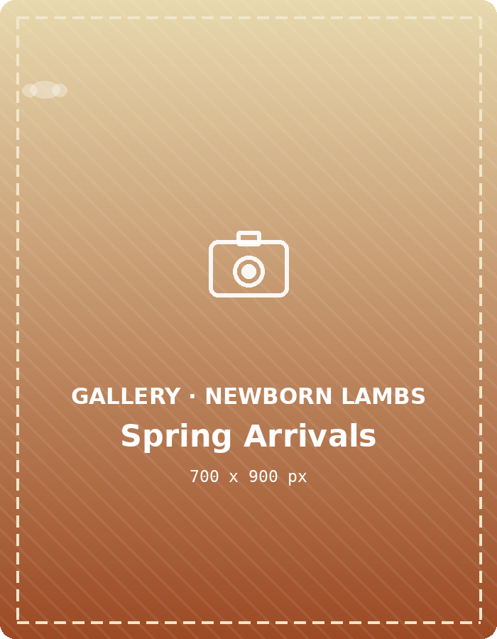 Newborn lambs in spring