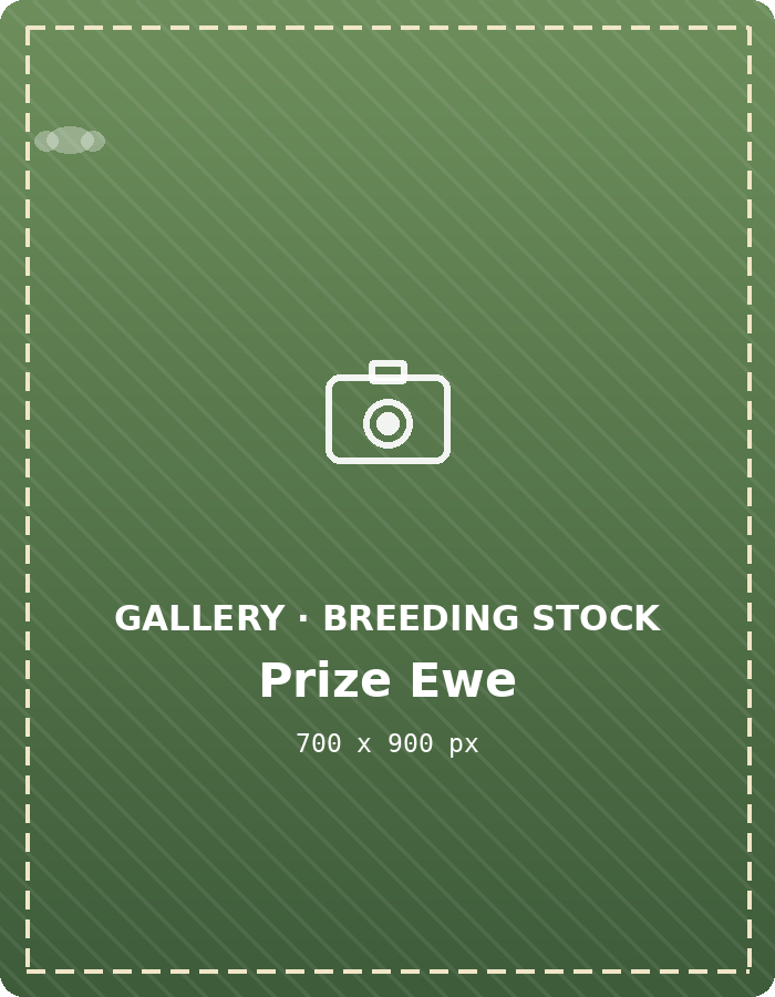Prize breeding ewe