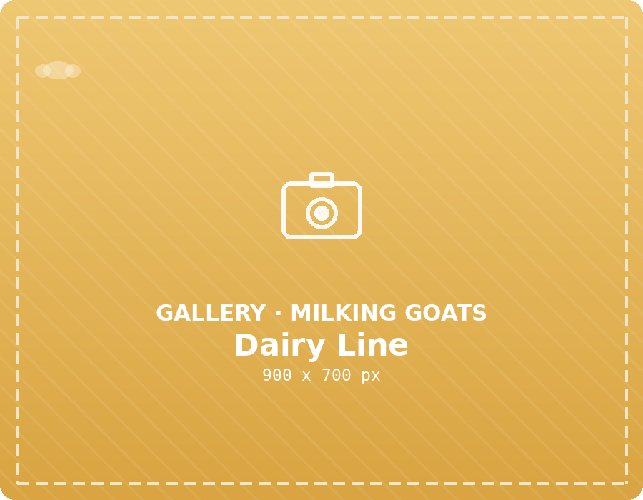 Milking goats dairy line