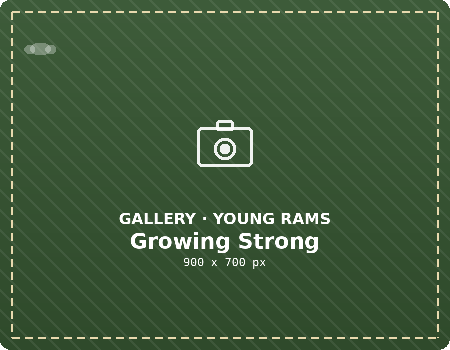 Young rams growing strong