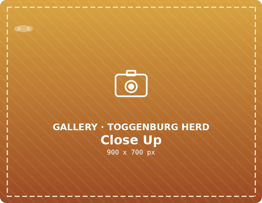 Toggenburg herd close up