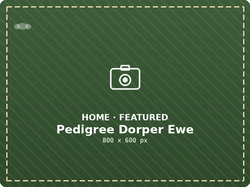 Pedigree Dorper breeding ewe available at Rafiki Farm