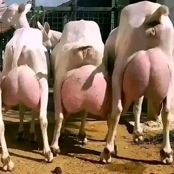 Dairy Goat available at Rafiki Farm