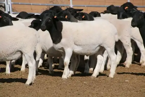 Dorper Sheep available at Rafiki Farm