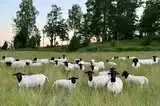 Dorper flock grazing at Rafiki Farm