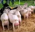 Dairy goats at Rafiki Farm