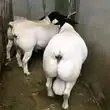 Prize Dorper ram