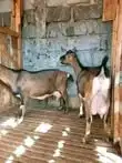 Toggenburg dairy doe