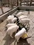 Feeding time at Rafiki Farm