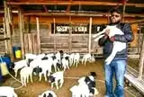 Newborn lambs at Rafiki Farm