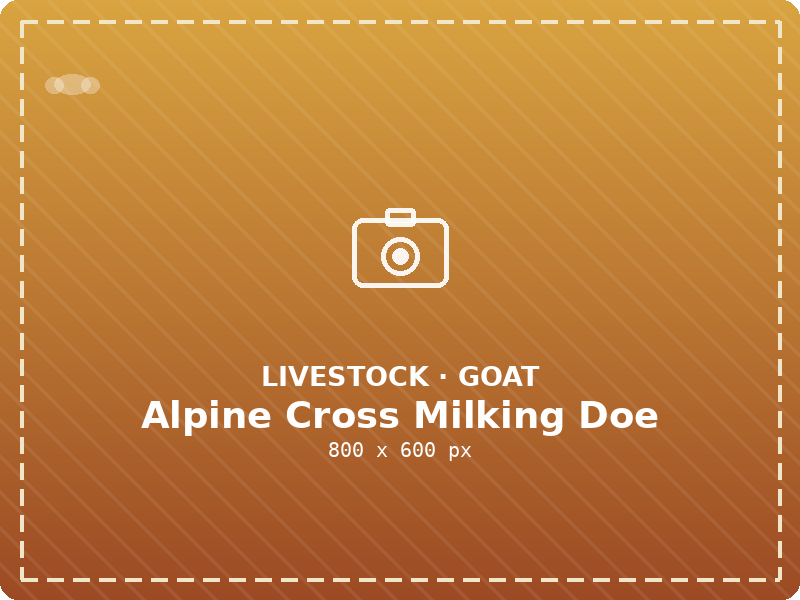 Alpine Cross Milking Doe