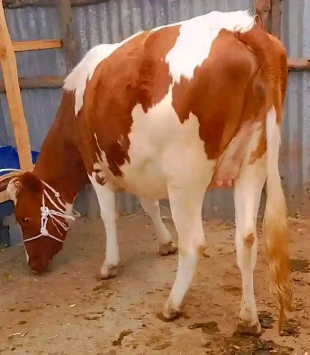 Pedigree Dairy Cattle available at Rafiki Farm