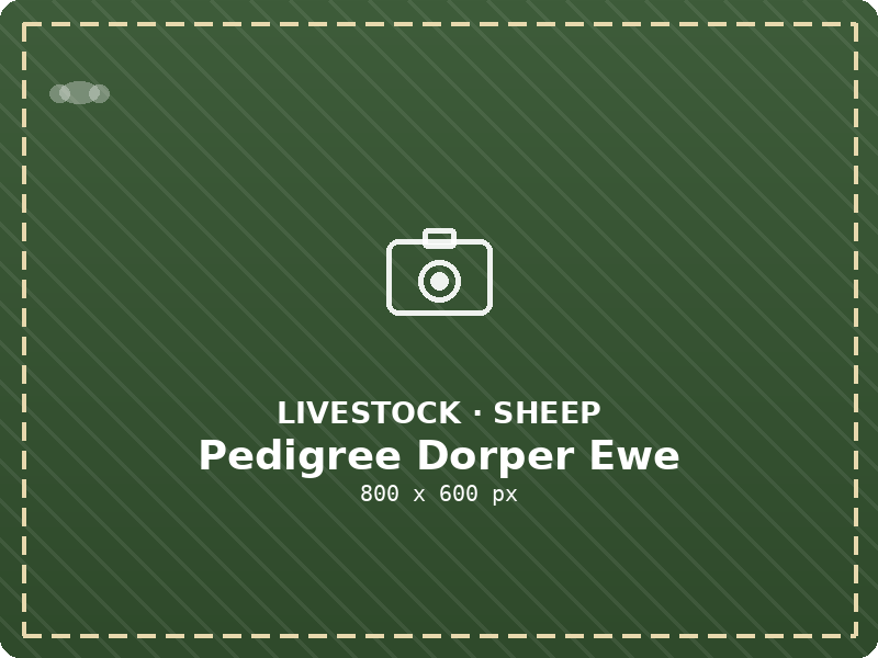 Pedigree Dorper Ewe