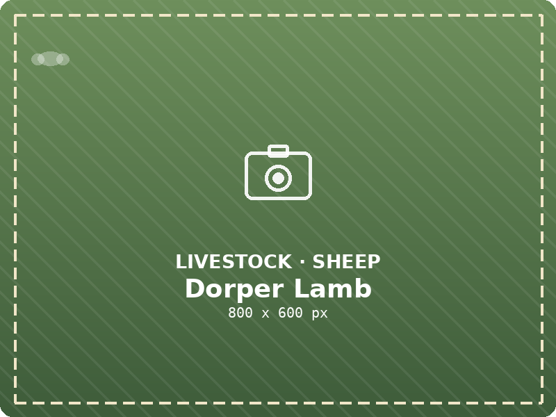 Dorper Lamb