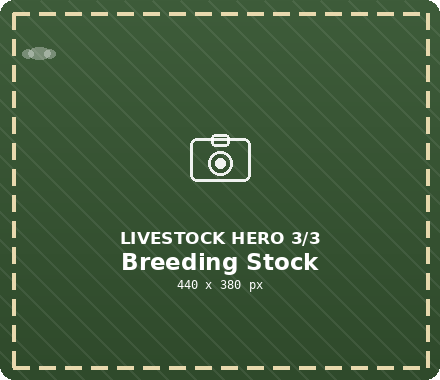 Breeding stock at Rafiki Farm