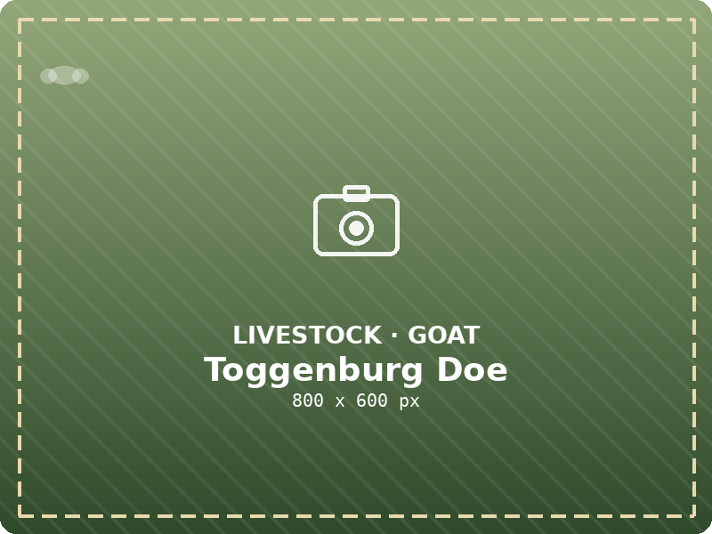 Toggenburg Doe